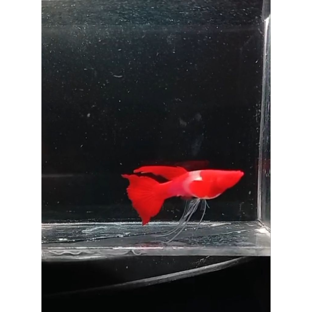 Akre GB Ribbon Fin C ( Albino Koi Gressbelly Ribbon Fin C)