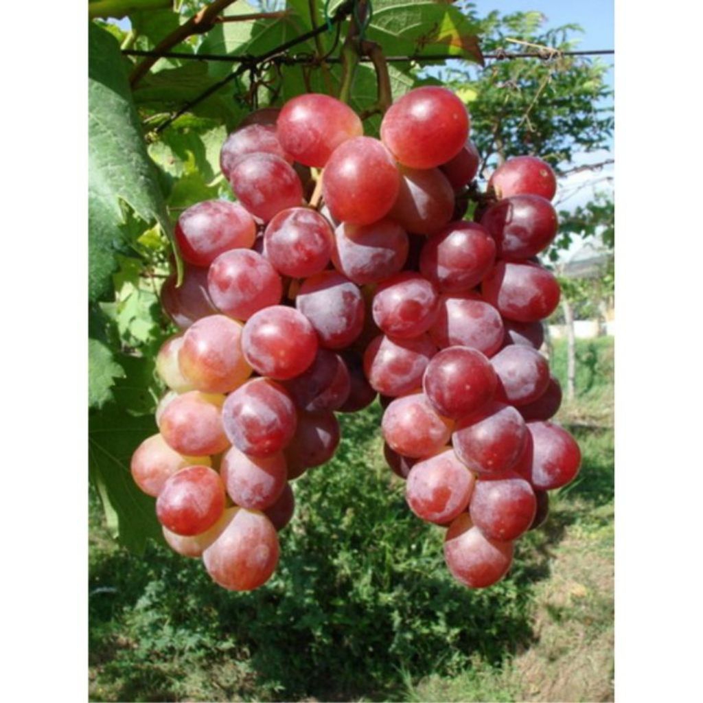 Bibit Tanaman buah anggur batang bawah