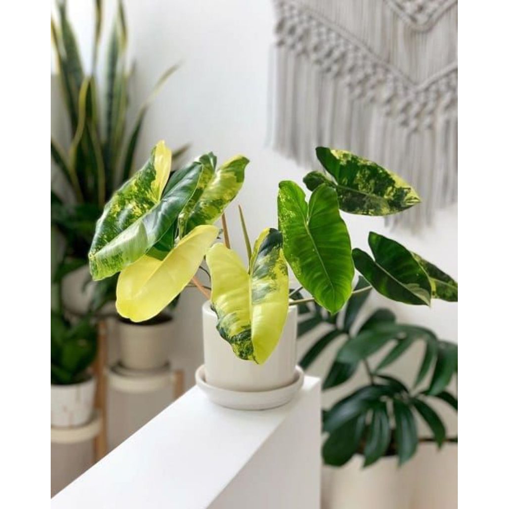 PHILODENDRON BURLE MARX VARIEGATA,PHILODENDRON VARIEGATA, BREKELE VARIEGATA,VARIEGATA PLANT