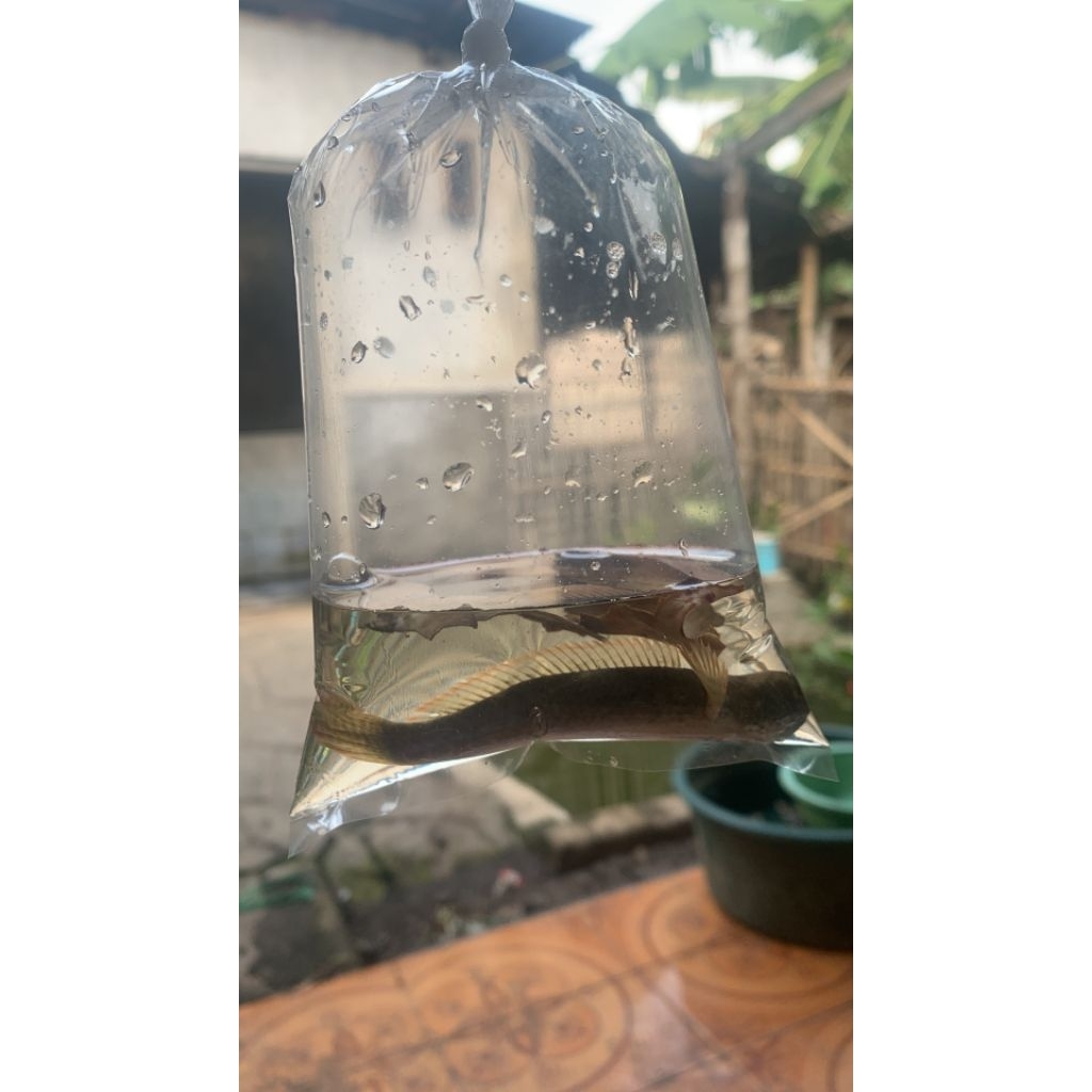 Channa Limbata Jumboan Rim Tebal Merah biru