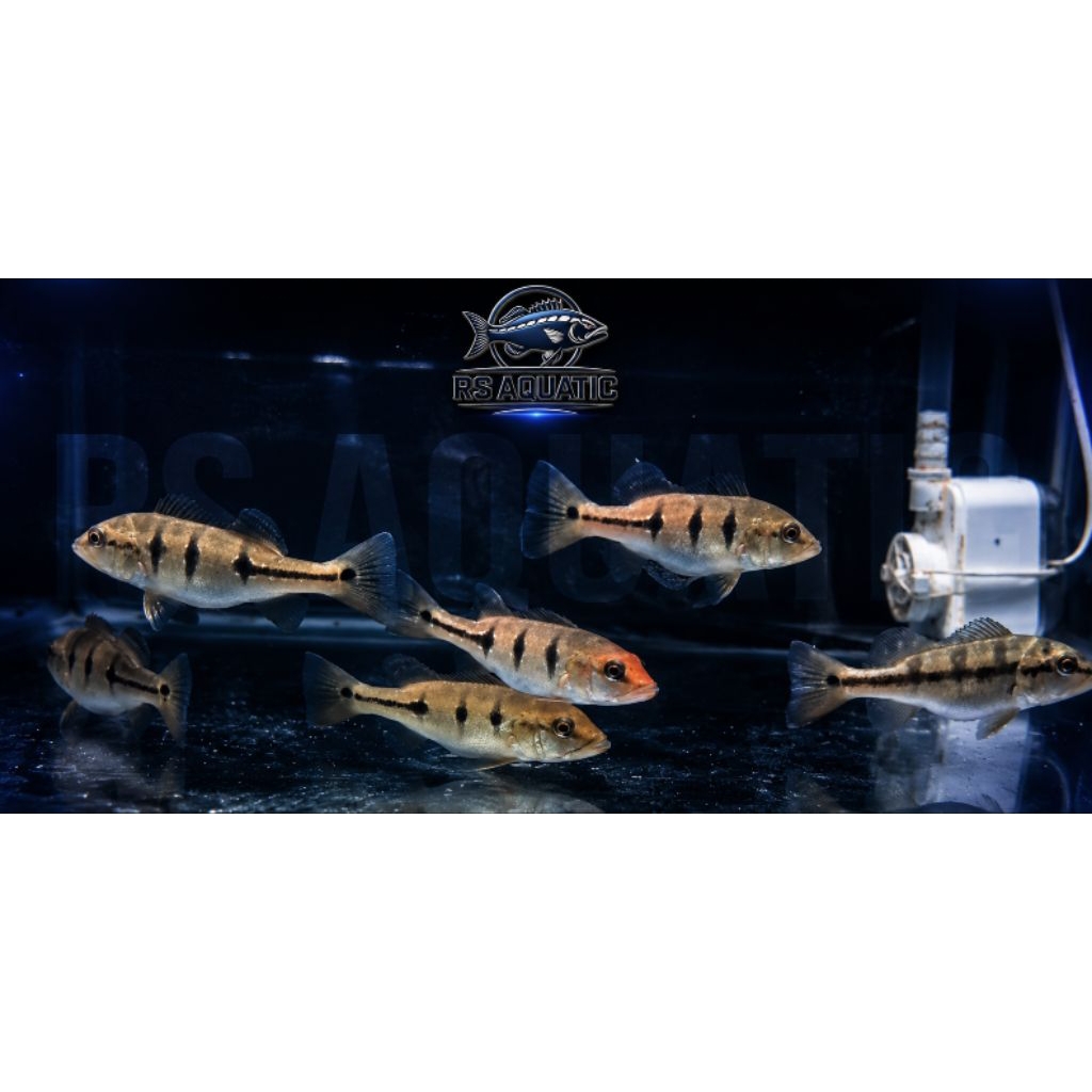 Peacock Bass/ Pbass Orinoco 11-12cm