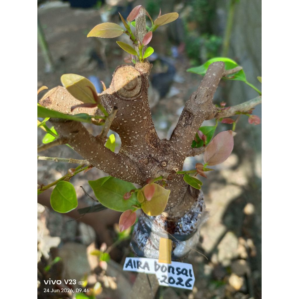 bahan bonsai iprik pucuk merah