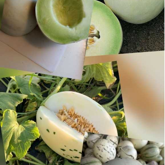 Buah Melon Honey Globe - Melon Dalmation - Melon Sweet Inthanon | Melon Hidroponik Manis - Pilih Var