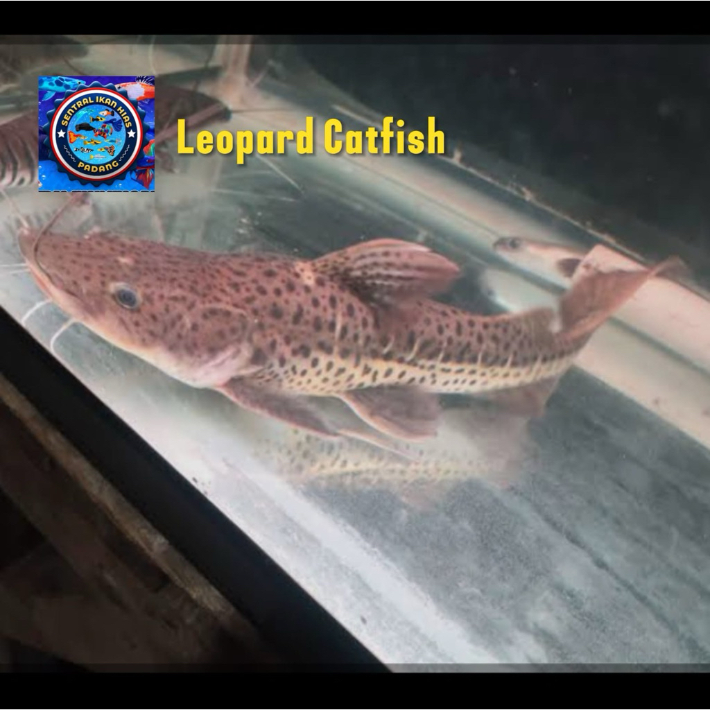 Kebutuhan aquarium leopard catfish