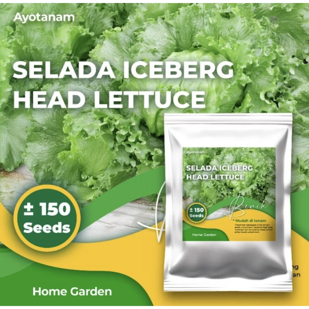 Benih Selada Iceberg Head Lettuce ± 150 Benih