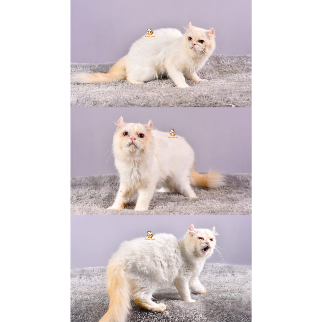 Amigo – Kucing Persia mix Ragdoll – Jantan – 1 Tahun +