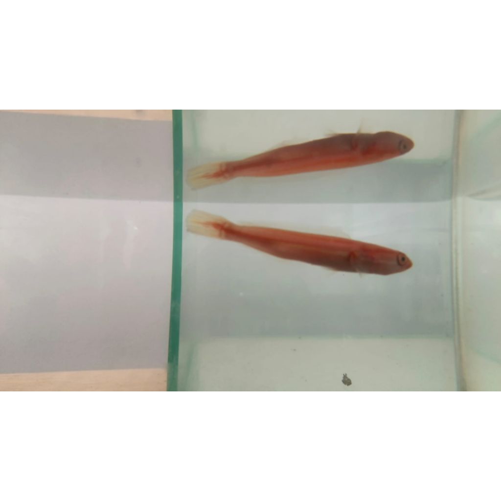 mainan Toman xanthic 8-9cm