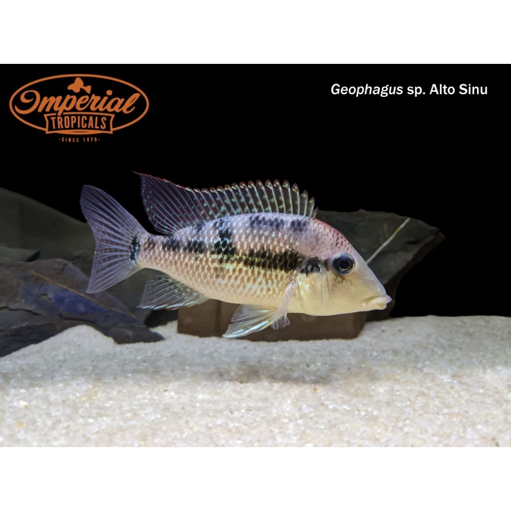 ikan geophagus alto sinu