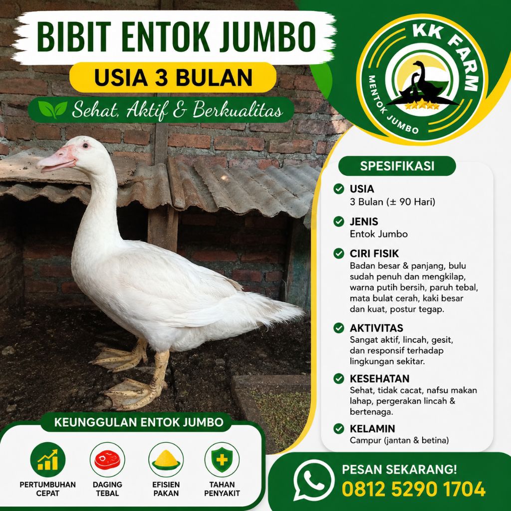 Entok Jumbo / Anakan Entok Jumbo / Bibit Entok Jumbo Usia 3 Bulan (90 Hari)