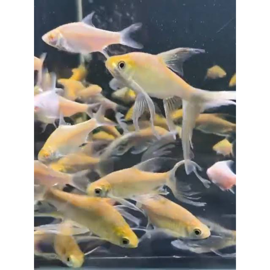 KAVIAT GOLD SLAYER size 10-15cm
