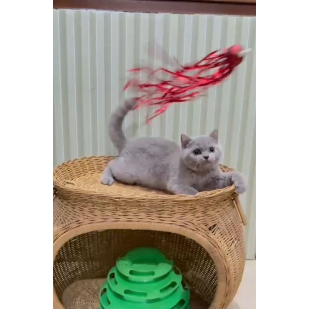 BSH lilac betina kitten