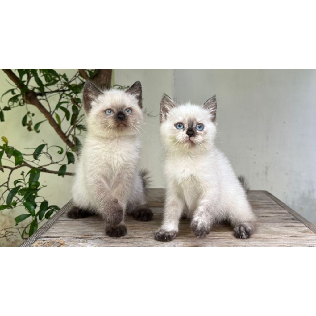 KUCING HIMALAYA JANTAN BETINA 2 BULAN SEALPOINT