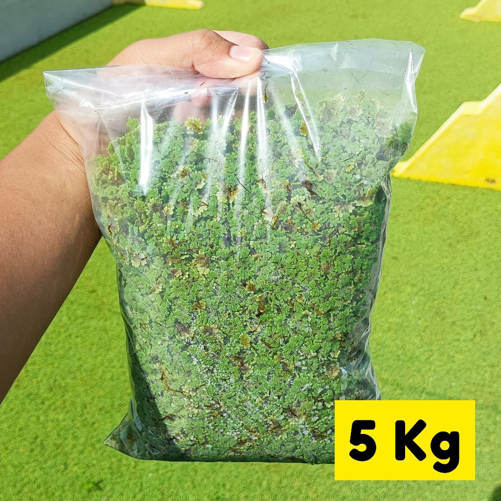Azolla Segar 5 Kg | Bibit Azolla | Pakan Ayam Bebek Puyuh Ikan Lele Nila Gurame Kambing Sapi | Pakan