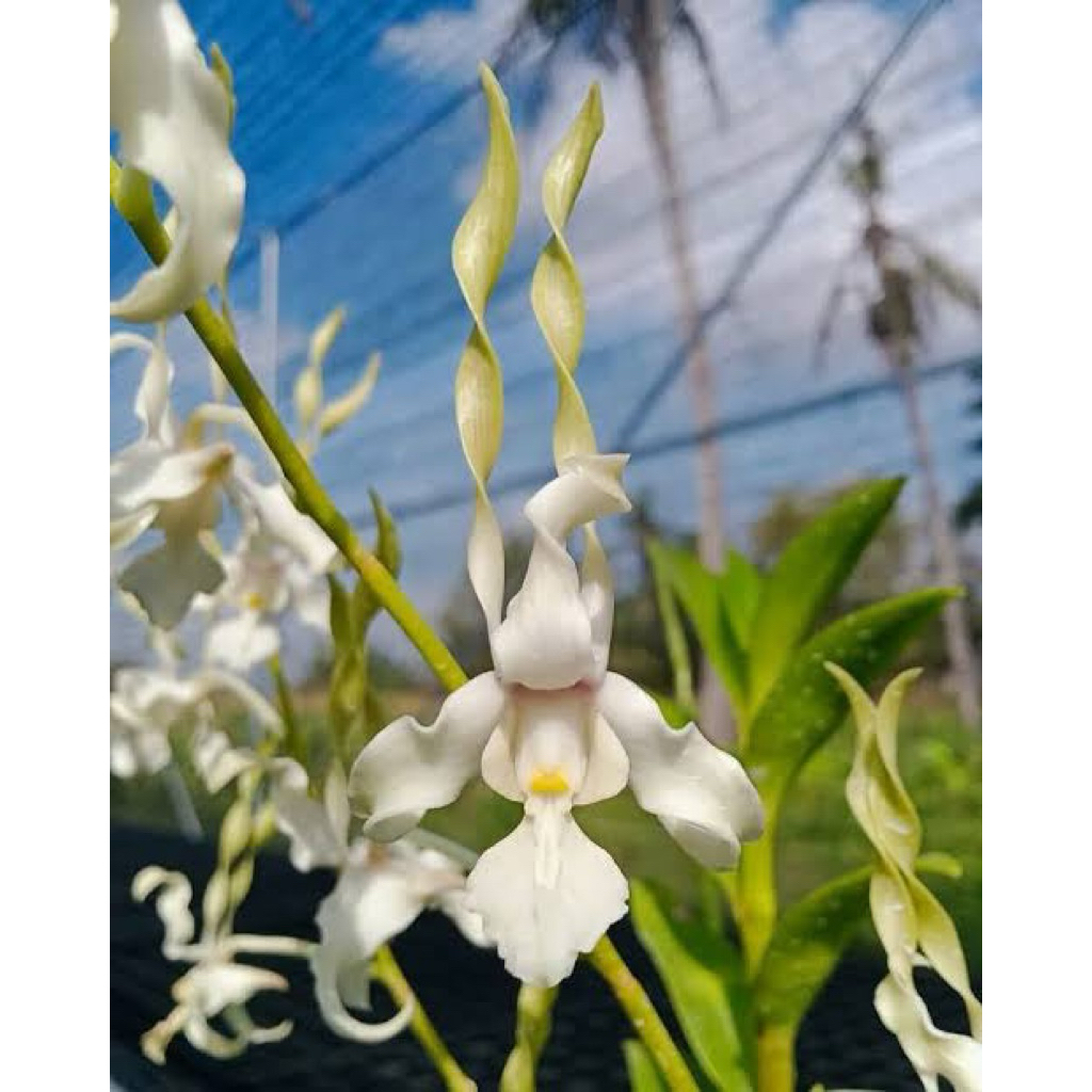 Dendrobium Sp White Dewasa Rimbun