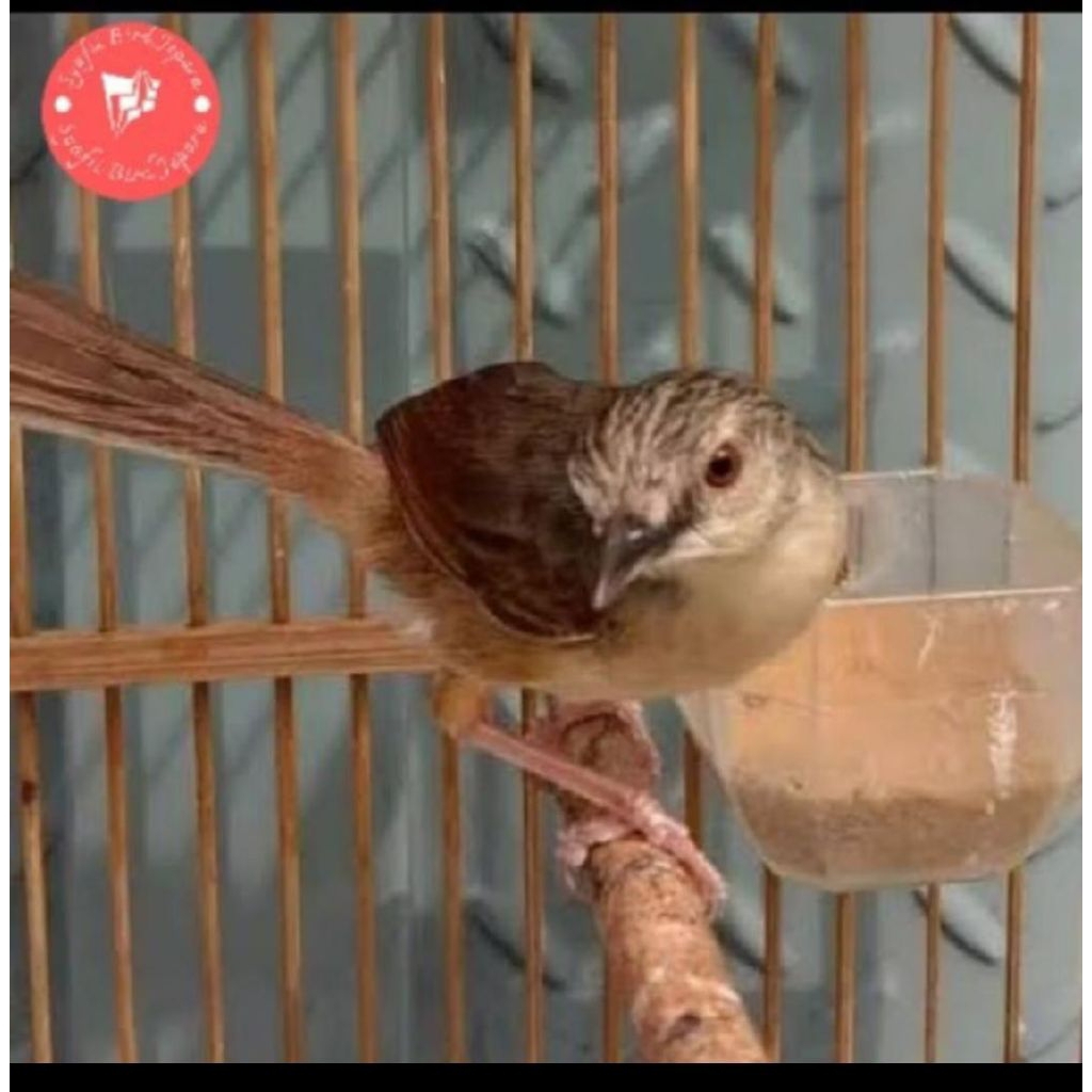 Burung Cigun Jantan Mulus istimewa