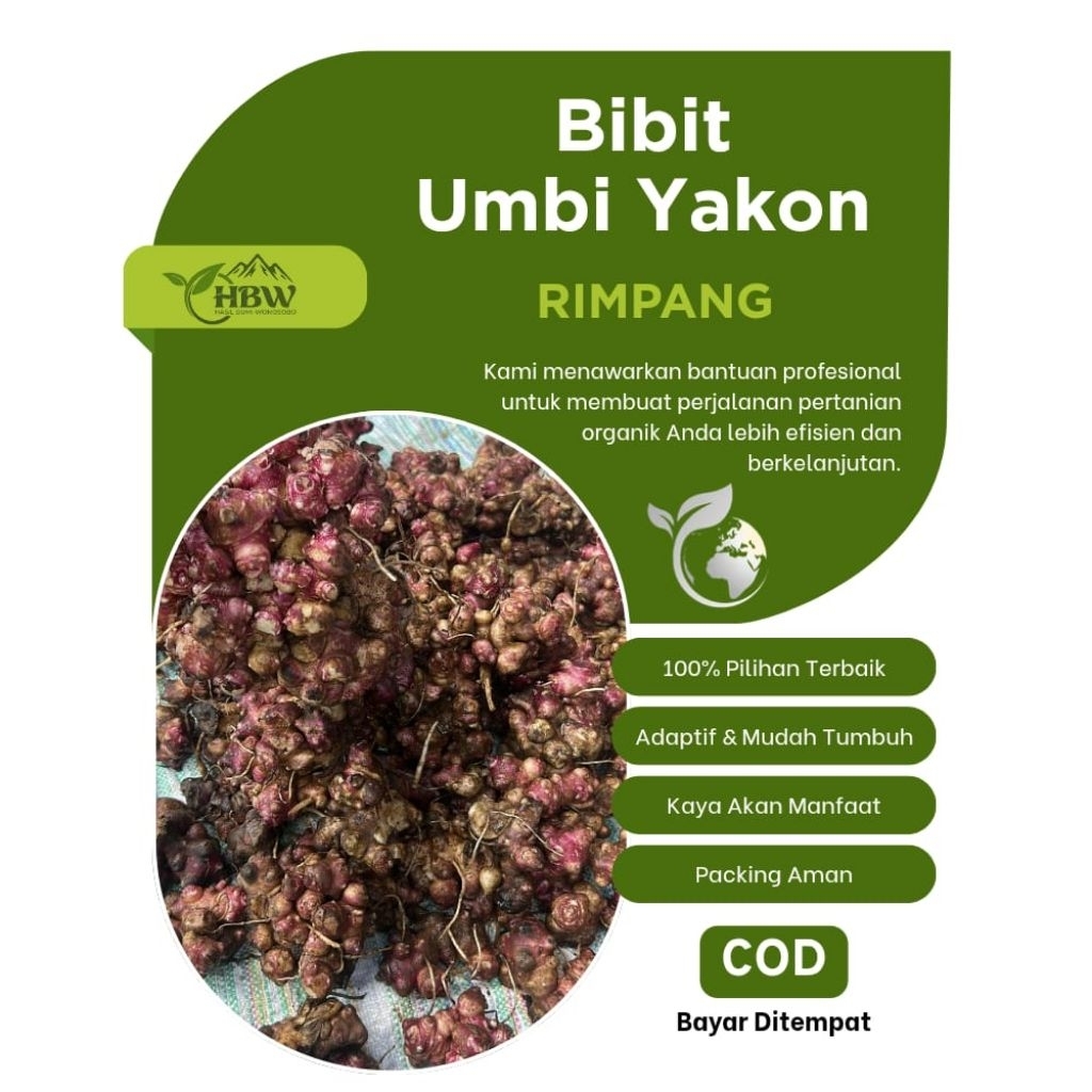 Bibit Ubi Yakon Rimpang