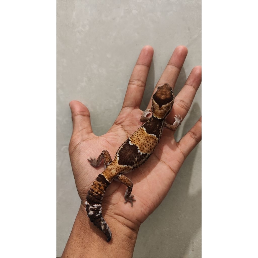 Mainan Gecko AFT normal het Oreo