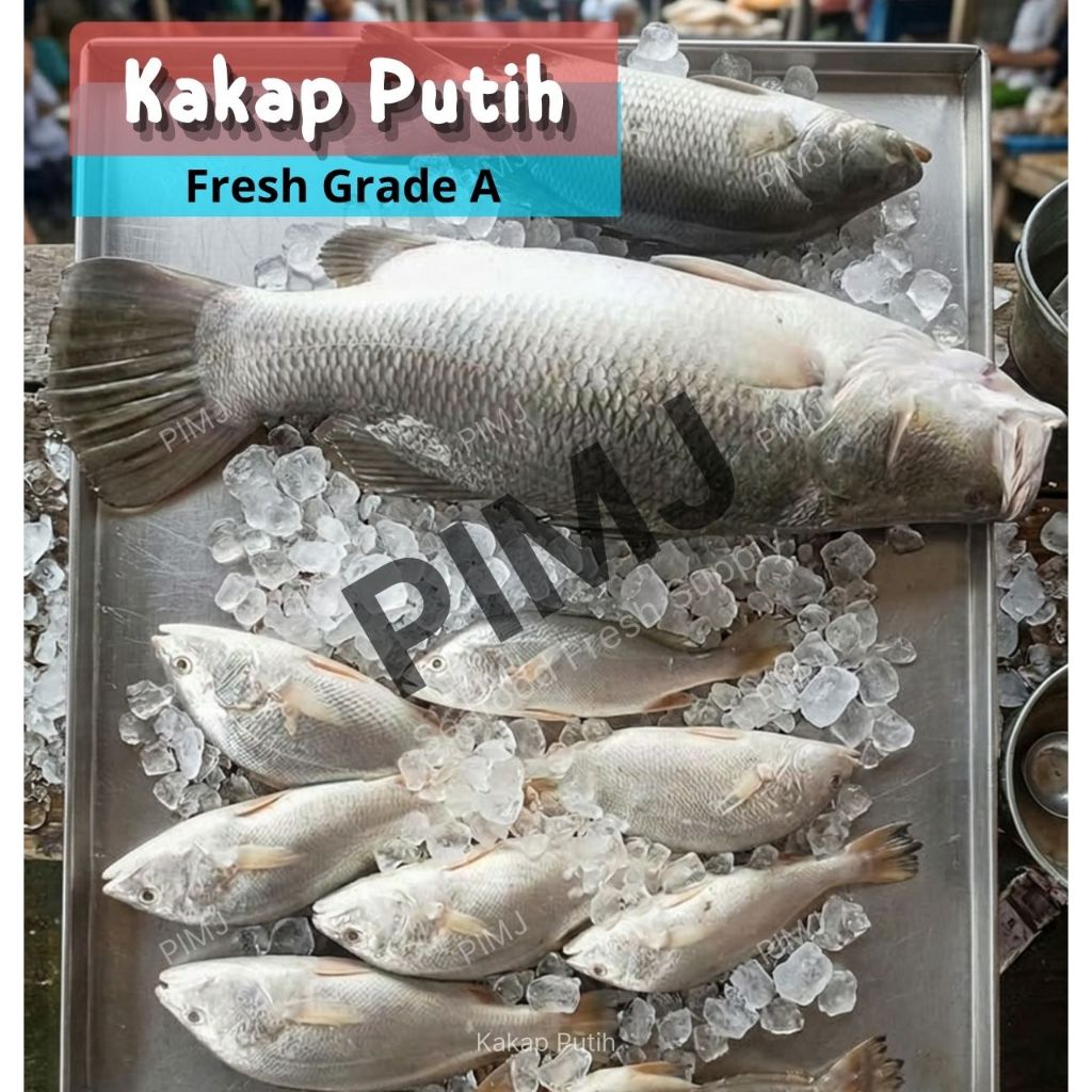 Kakap Putih - Barramundi - Fresh