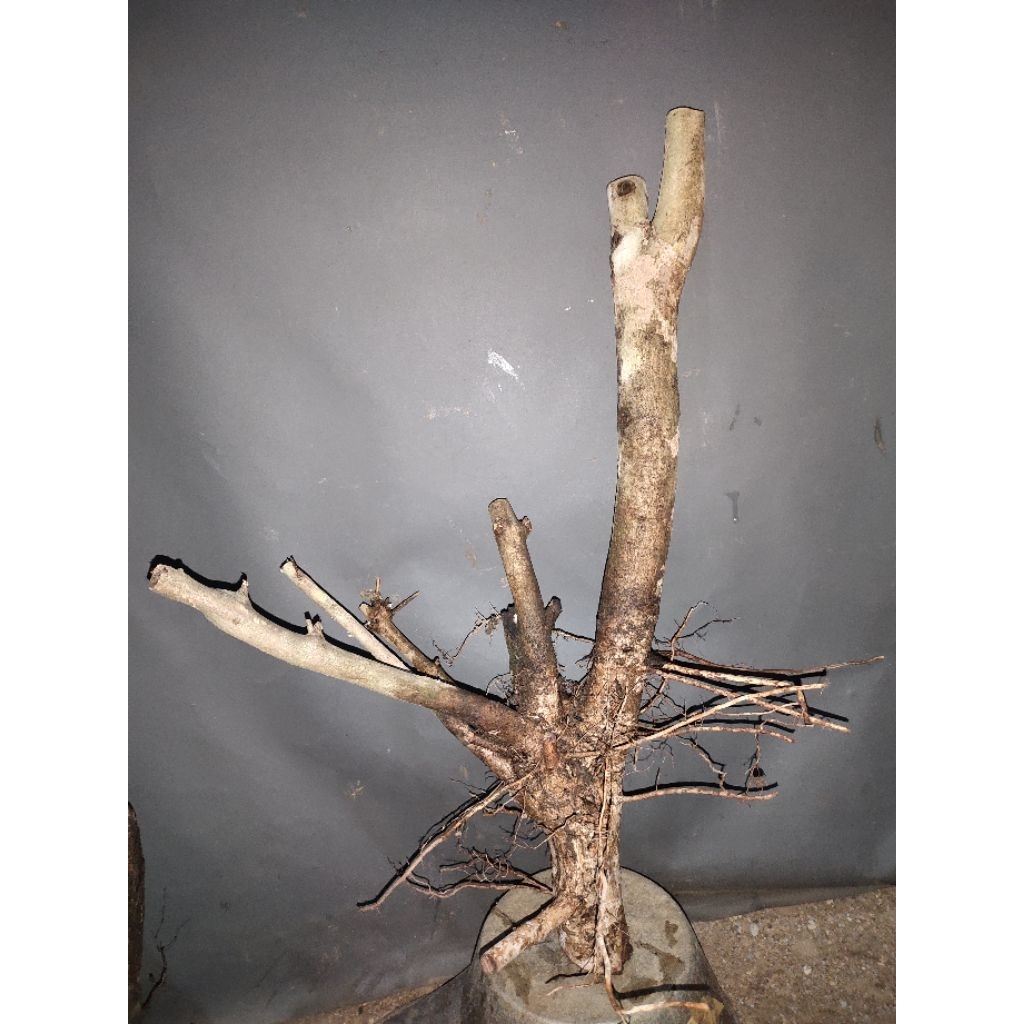 bahan bonsai dongkelan juwet Jamblang hitam realpic sesuai gambar