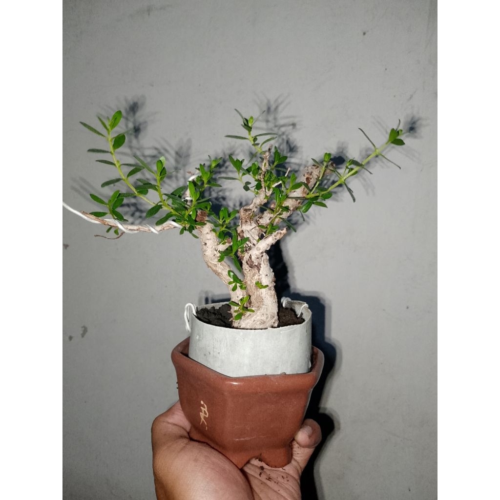 bonsai santigi karang pot kramik