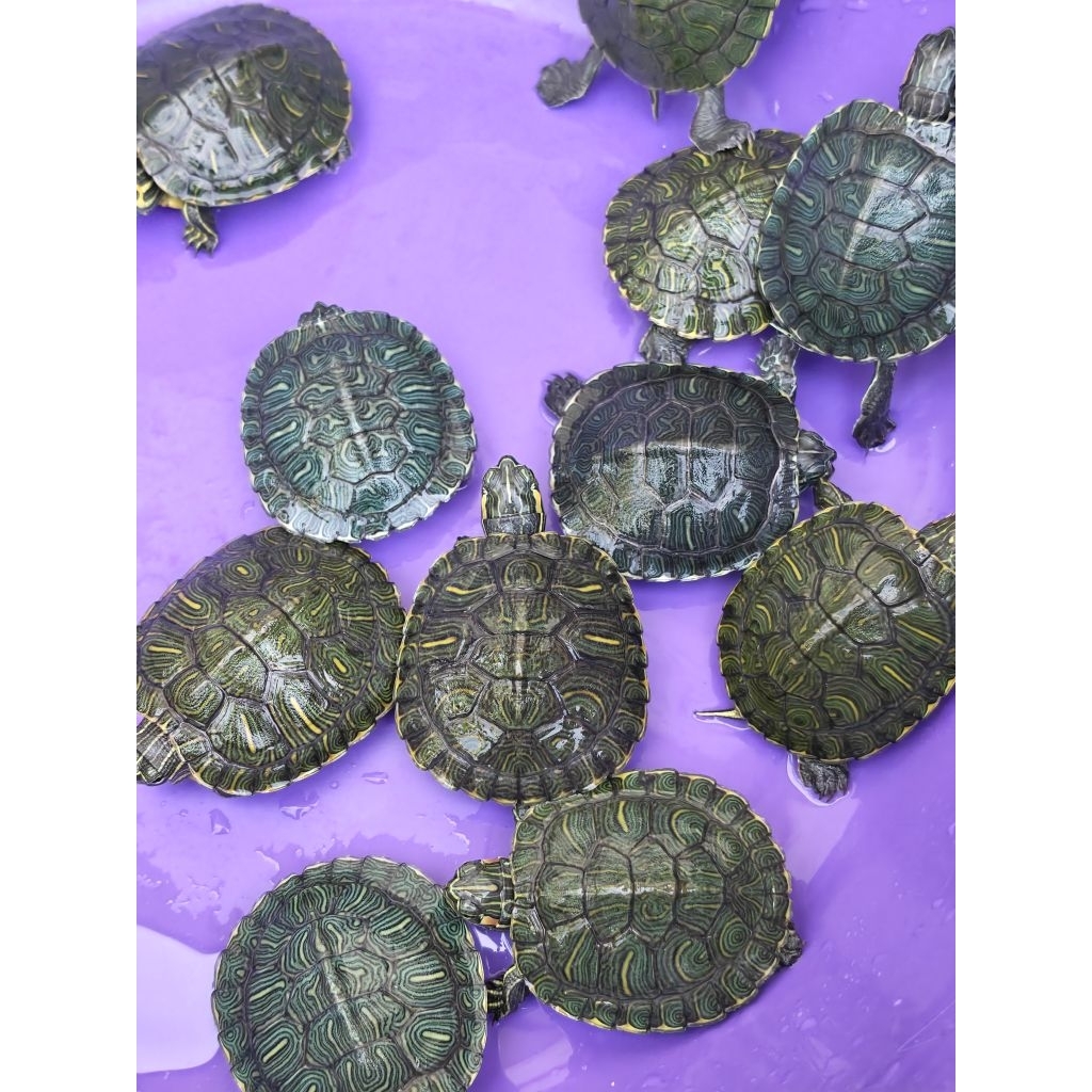 Pelet Kura Brazil / Res 4-5cm