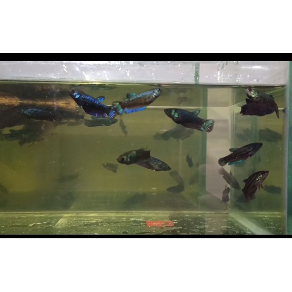 wild Betta crosbreed samaragdina x imbelis female
