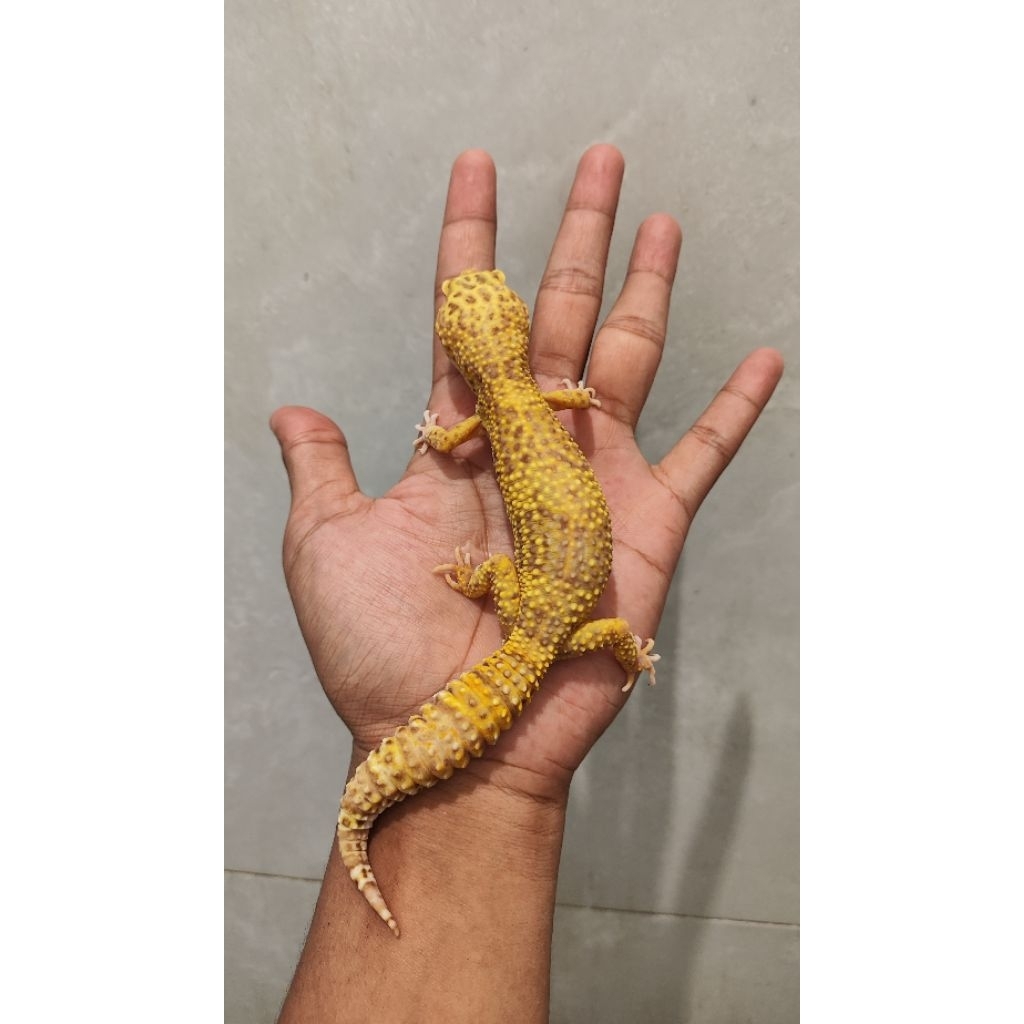 Mainan Gecko Bell Albino Poss Giant Lavender Tangerine