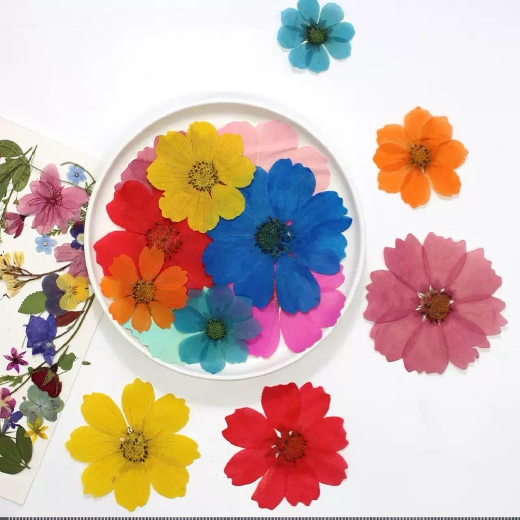 Pressed Cosmos Flower - Dried Flower - Bunga Kering - Bunga kering untuk scrapbook - Scrapbook - Bun