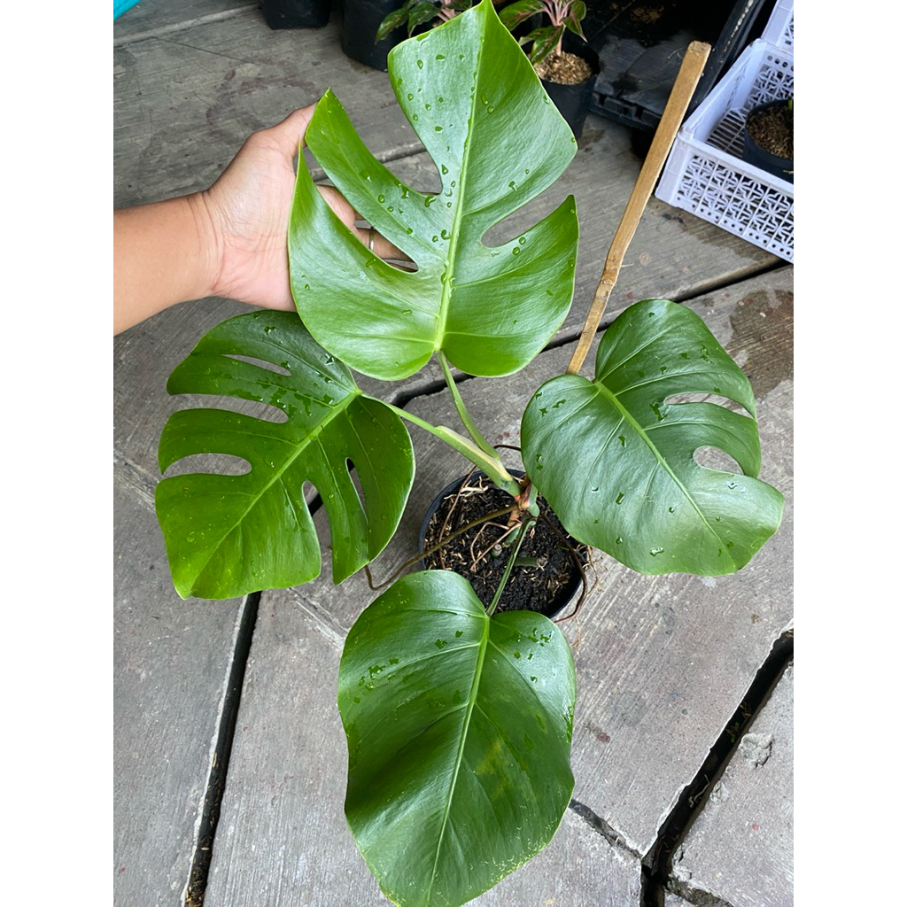 Monstera borsigiana merambat - tanaman hias - monstera murah