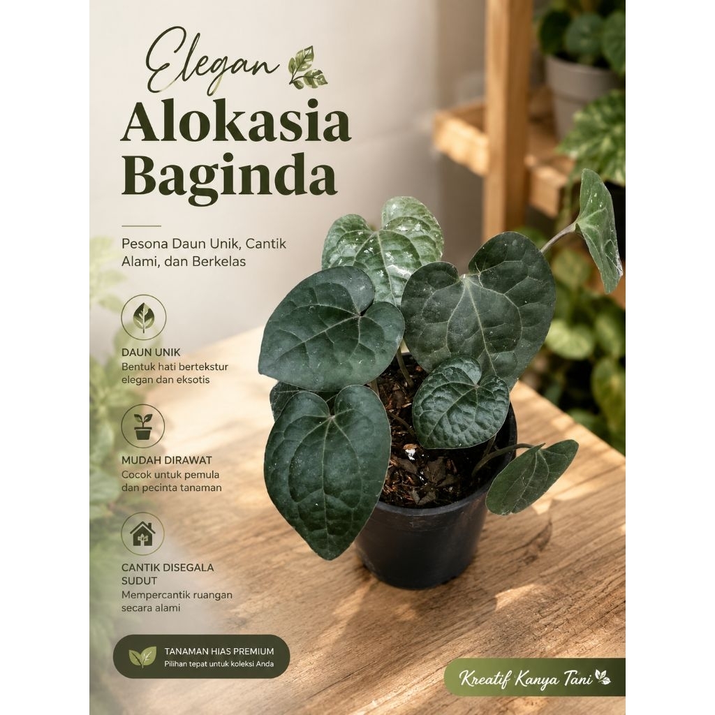Tanaman hias herbal sirih hitam - Sirih hitam