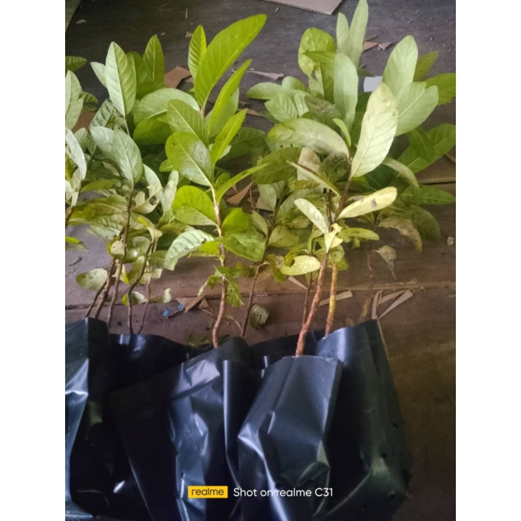 bibit tanaman jambu biji jambu krikil