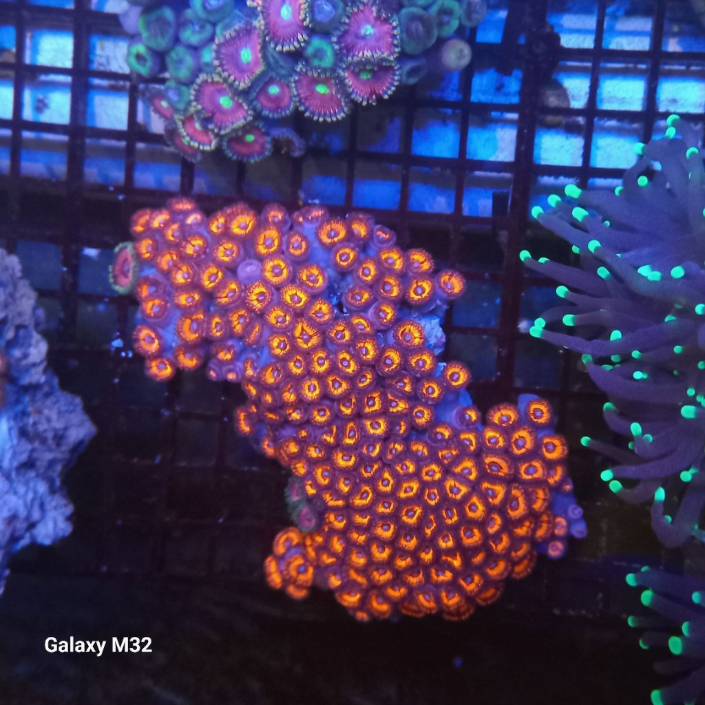 zoa koloni WYSIWYG 36