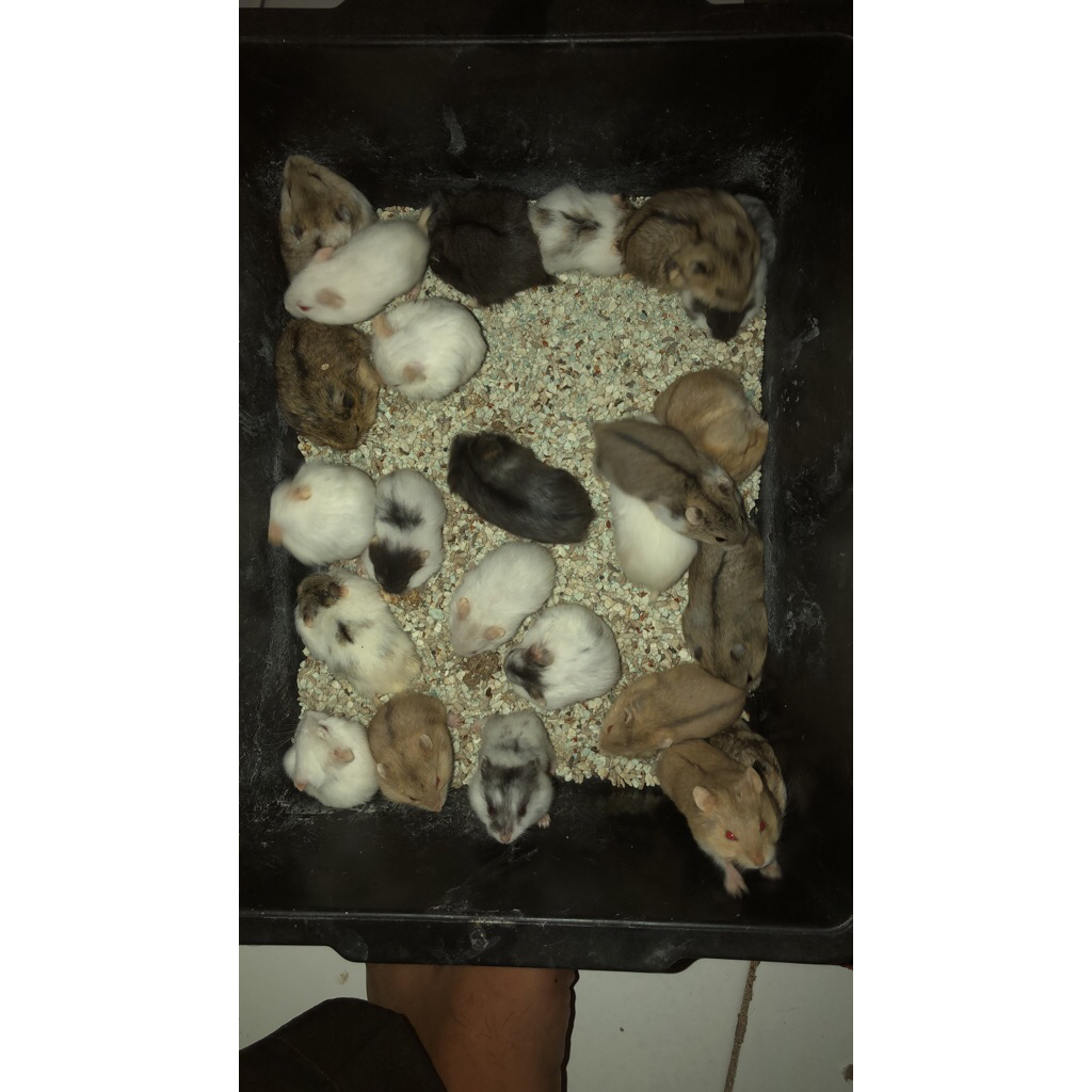 Hamster Campbel indukan