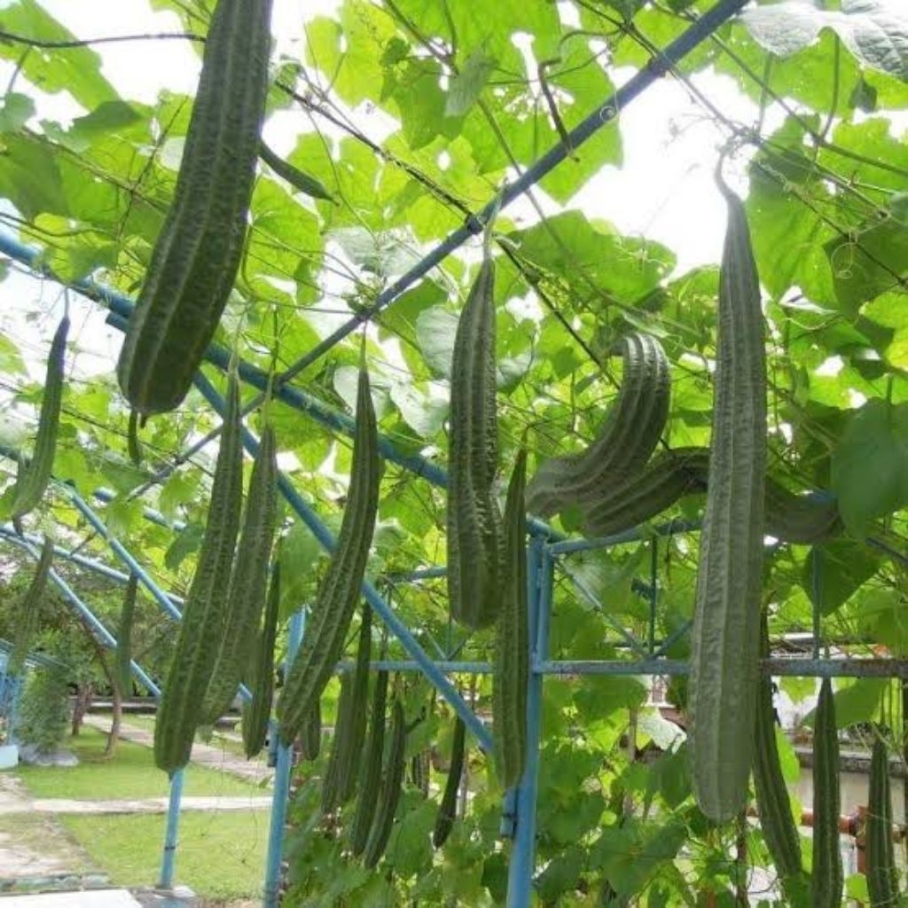30 Biji gambas oyong panjang