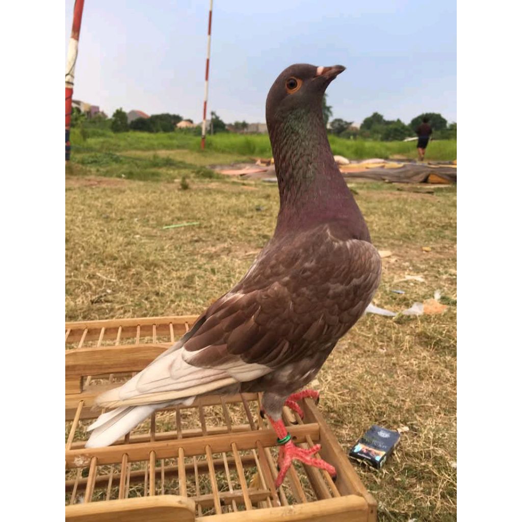 Merpati kolong bahan calon player sudah melewati seleksi