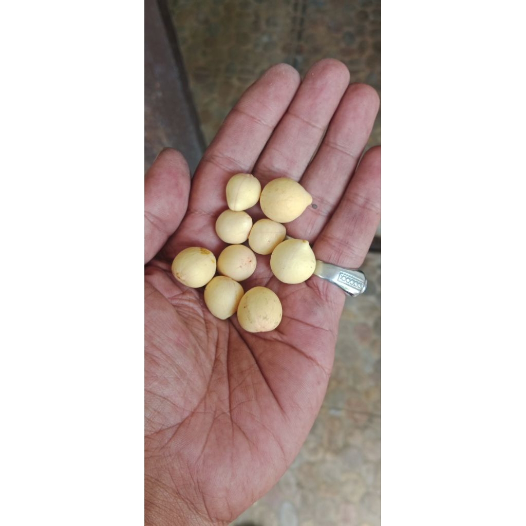Biji nyamplung kupasan 20 biji