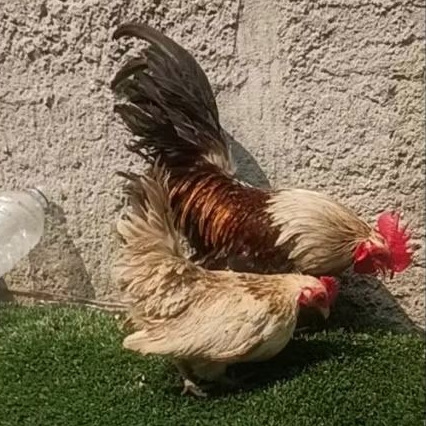 ayam kate sepasang dewasa