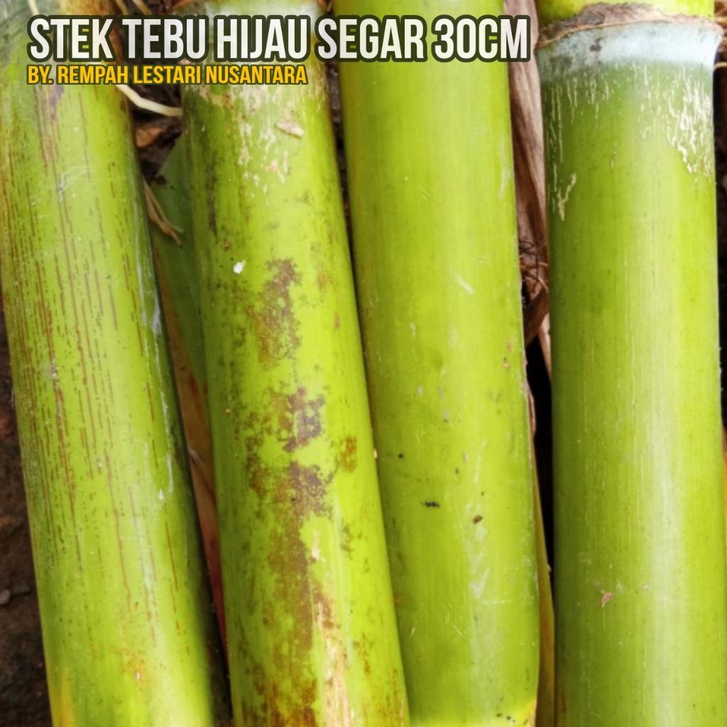 Tebu hijau - Batang Tebu ijo fresh bersih 30cm - Bibit stek tebu hijau