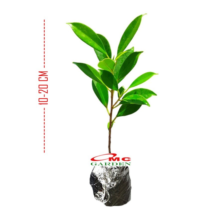 Tanaman Beringin Lokal Local Iprik Kimeng Bibit Berakar Bonsai Ficus BR-1020 BR-2030 BR-3040 Kimeng 