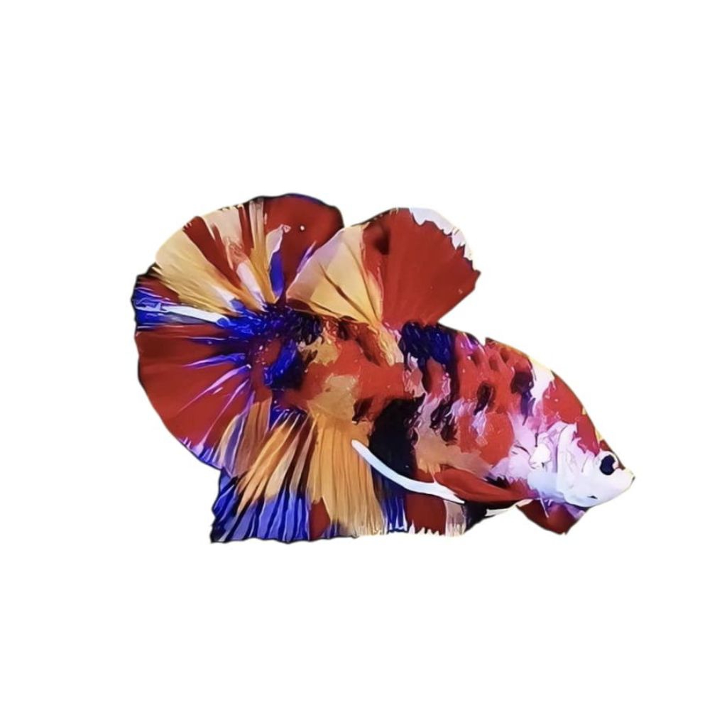HIASAN AQUARIUM CUPANG GIANT MULTICOLOR GRADE A+