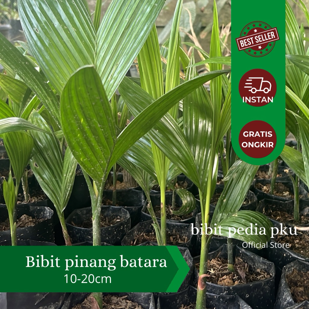 Bibit Pinang batara