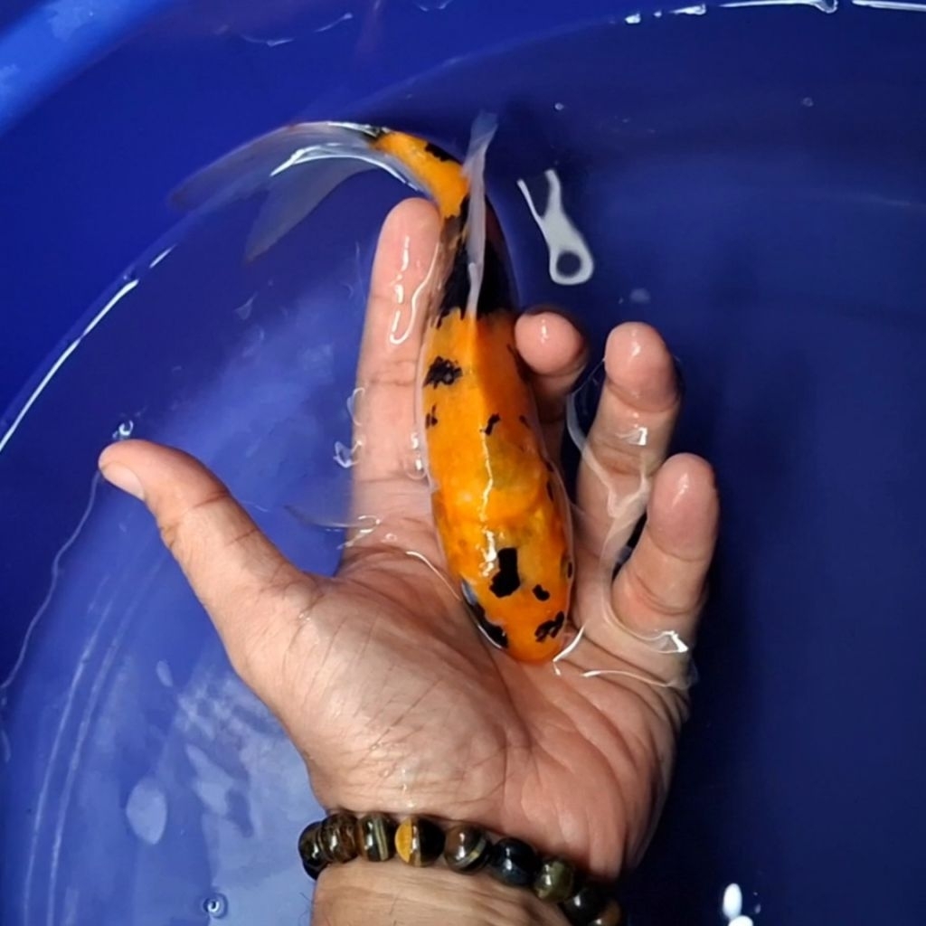 Ikan Koi Blitar Jenis Kumpay Slayer / Rumah Koi Jakarta / kode 0012