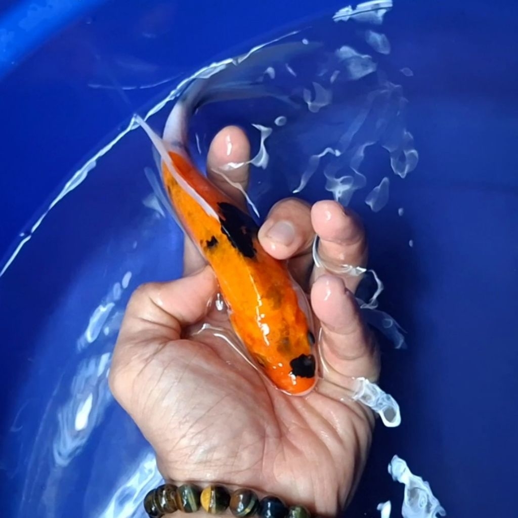 Ikan Koi Blitar Jenis Kumpay Slayer / Rumah Koi Jakarta / kode 009
