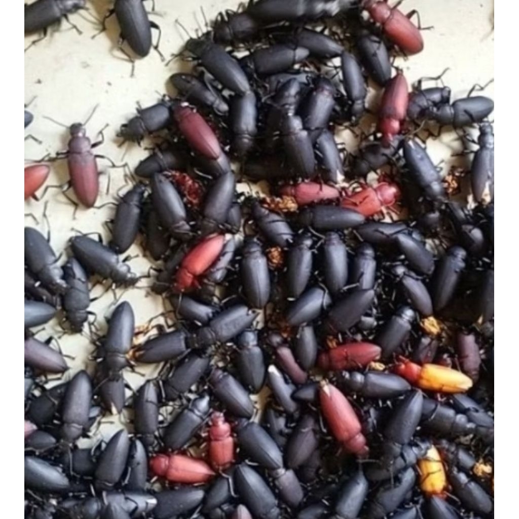 paket kepik kumbang jerman
