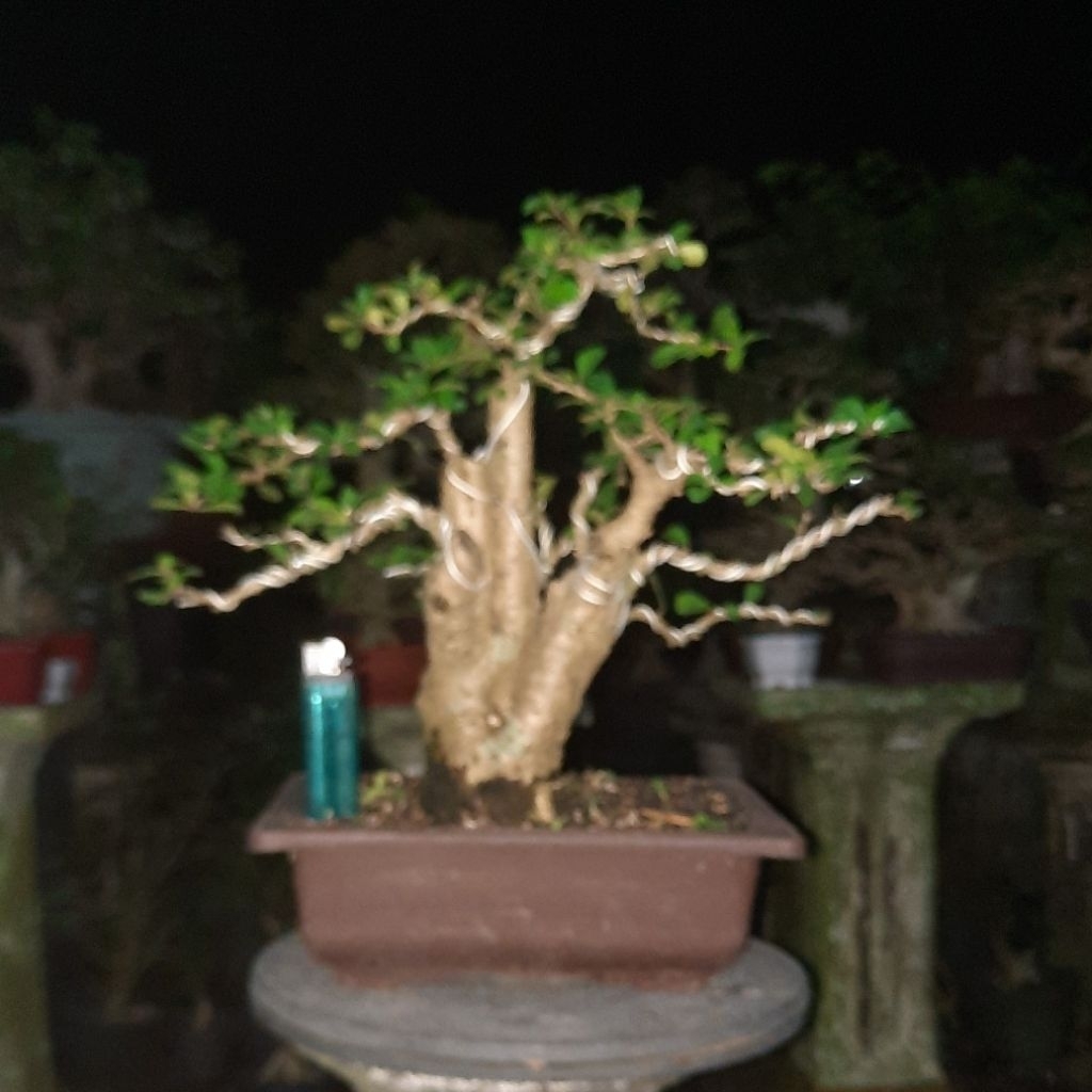 bonsai hokiantea realpict