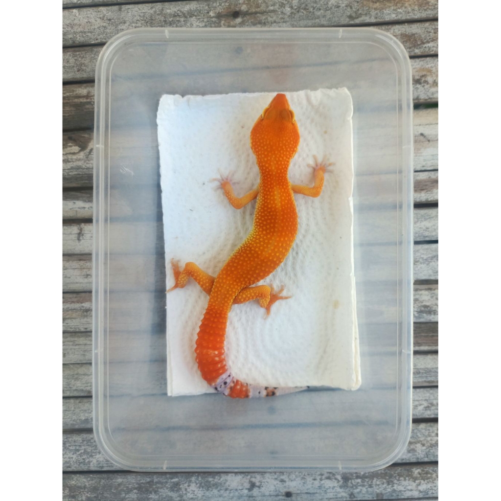 MAINAN GECKO SHTCTB MERAH ADULT SESUAI FOTO