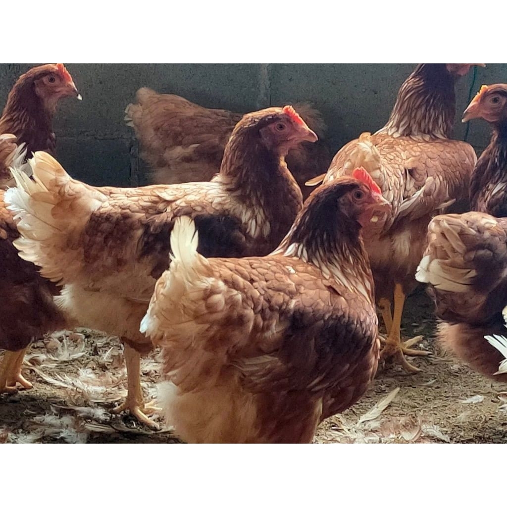 Ecer Pulet Ayam Petelur Siap Telor Pullet Eceran BANDUNG