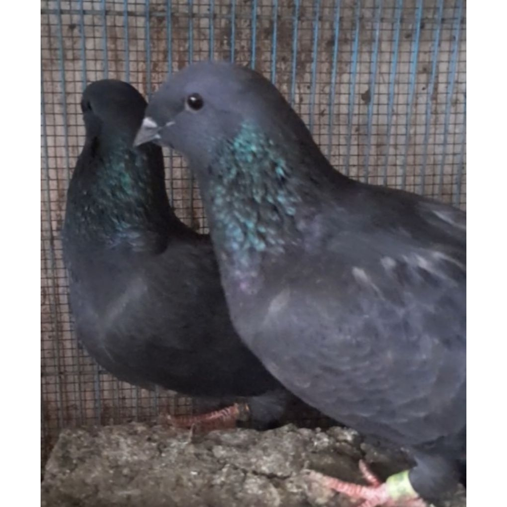BURUNG MERPATI HIAS JAWA SUNGUT PURJO SEPASANG "sesuai foto/video"