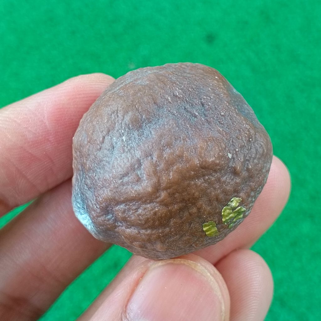 Muncang Adu Tibra / Eti Cobra kode 15
