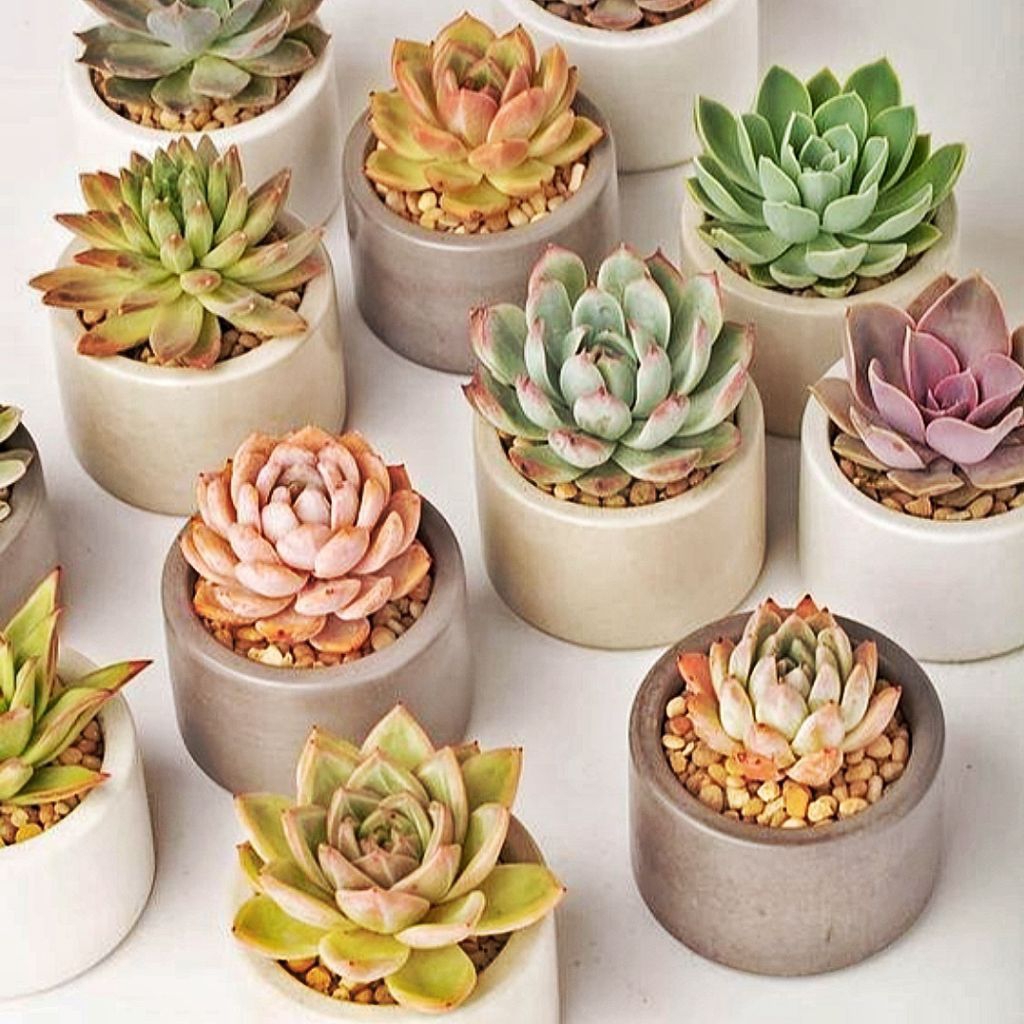 POT CONCRETE BULAT MINI EGIYU17, POT KECIL, TEMPAT LILIN, POT SEMEN